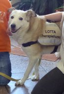 Therapiehund Lotta
